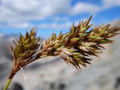 Carex tahoensis, photographed by Matt Lavin