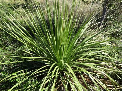 Dasylirion texanum, photographed by Thomas Koffel
