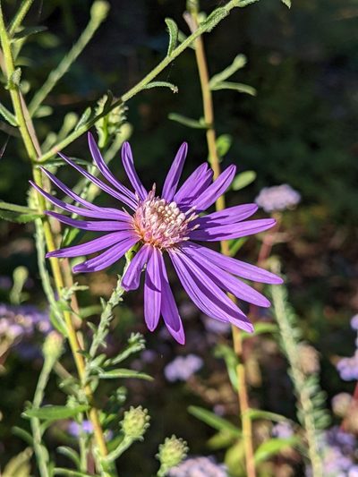 Symphyotrichum georgianum, photographed by Sam Taylor