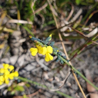 Sphaerolobium minus, photographed by Shelomi Doyle