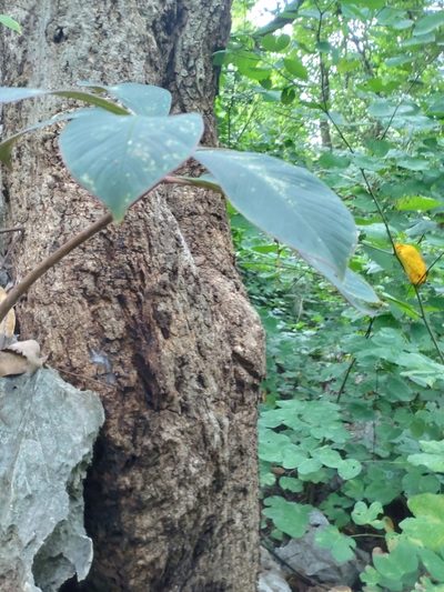 Amorphophallus atroviridis, photographed by Utain Pummarin