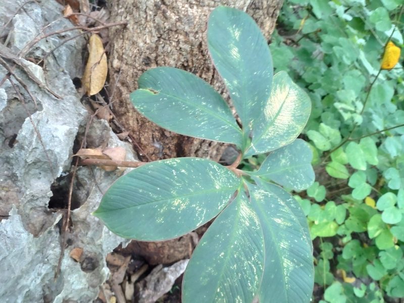Amorphophallus atroviridis, photographed by Utain Pummarin