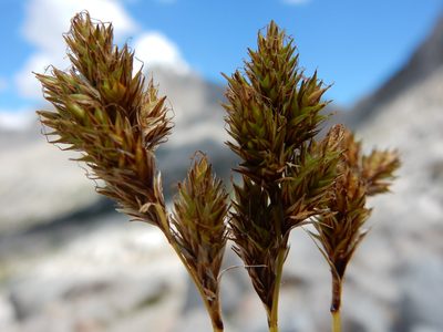 Carex tahoensis, photographed by Matt Lavin