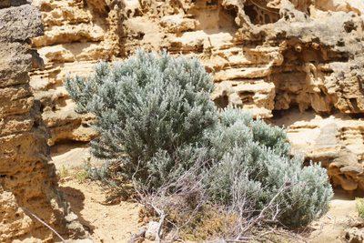 Olearia axillaris, photographed by Rod Lowther