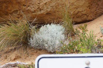 Leucophyta brownii, photographed by Rod Lowther