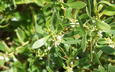 Myoporum insulare, photographed by Rod Lowther