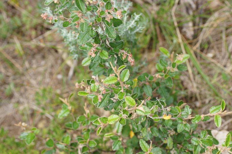 Pomaderris paniculosa, photographed by Rod Lowther