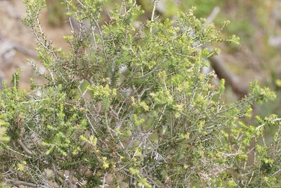 Melaleuca lanceolata, photographed by Rod Lowther
