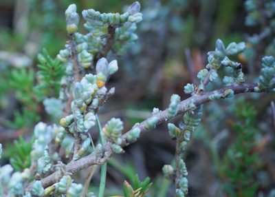 Wilsonia humilis, photographed by Rod Lowther