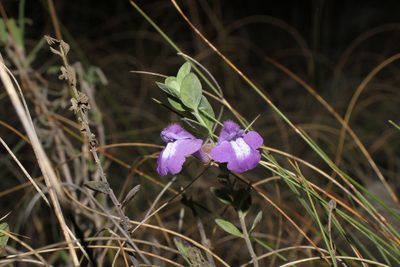 Scutellaria wrightii, photographed by Reid Hardin
