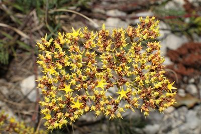 Paronychia virginica, photographed by Reid Hardin