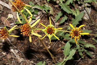 Tetragonotheca texana, photographed by Reid Hardin