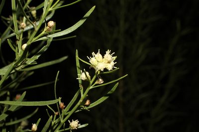 Baccharis neglecta, photographed by Reid Hardin