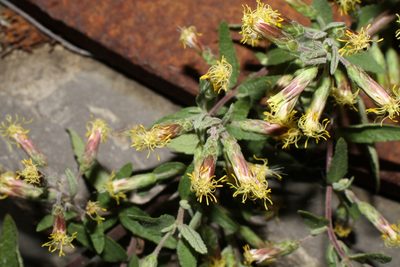 Brickellia cylindracea, photographed by Reid Hardin