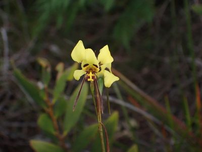 Diuris sulphurea, photographed by Tim