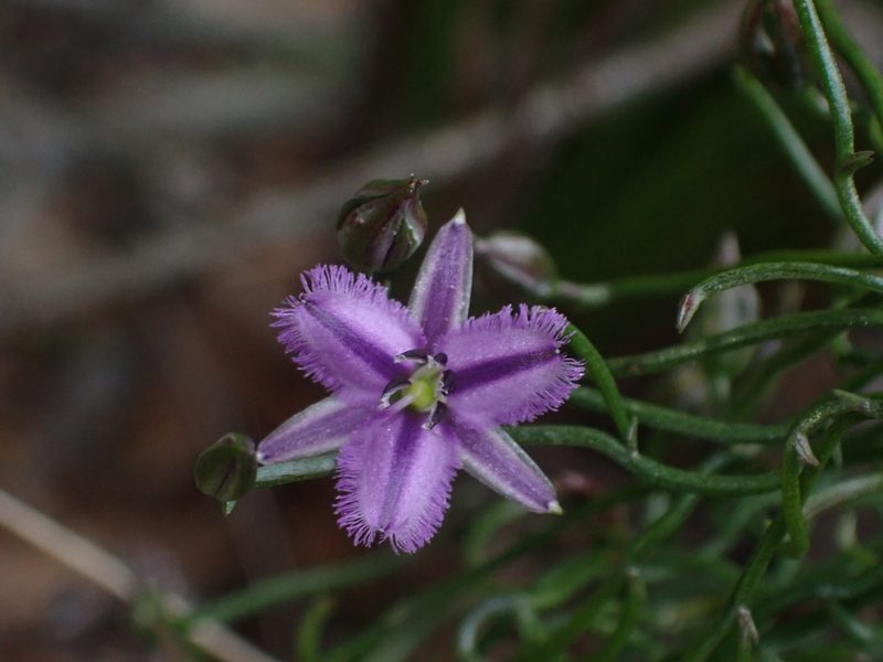 Thysanotus patersonii, photographed by Tim