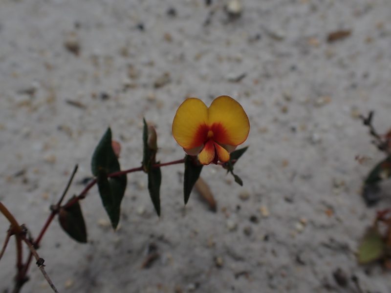 Bossiaea triangularis, photographed by Tim