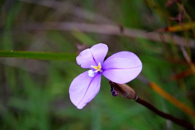 Patersonia occidentalis, photographed by Tim