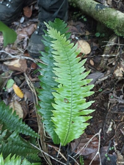 Austroblechnum norfolkianum, photographed by Oscar Dove