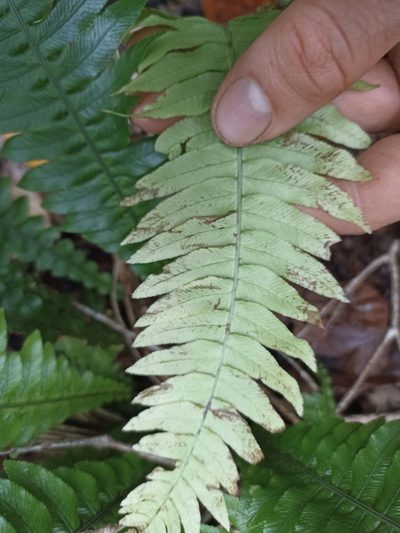 Austroblechnum norfolkianum, photographed by Oscar Dove