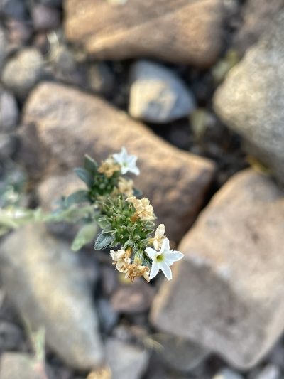 Euploca wigginsii, photographed by Sula Vanderplank
