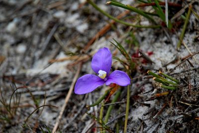 Patersonia fragilis, photographed by Tim