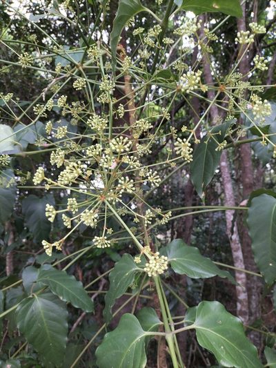 Polyscias australiana, photographed by Matthew Borella