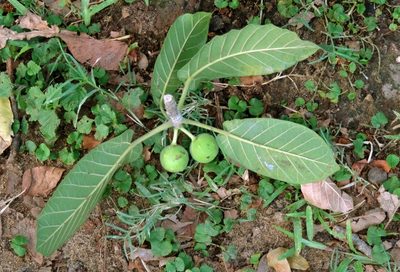 Ficus bussei, photographed by i_c_riddell