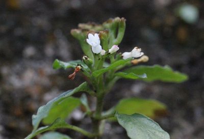 Ophiorrhiza japonica, photographed by Agnes Trekker