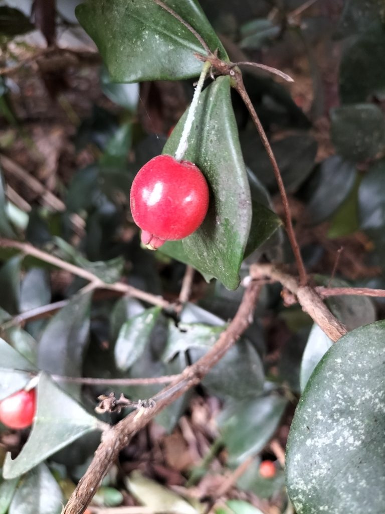 Eugenia reinwardtiana, photographed by Matthew Borella