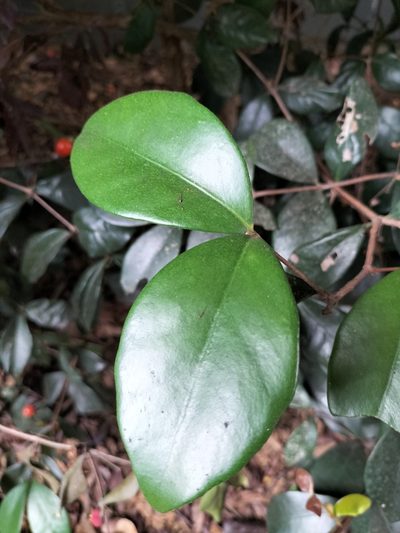 Eugenia reinwardtiana, photographed by Matthew Borella