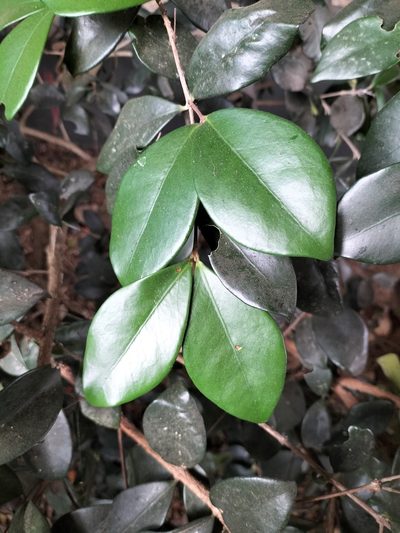 Eugenia reinwardtiana, photographed by Matthew Borella