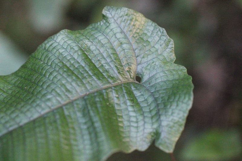 Grypothrix simplex, photographed by Agnes Trekker