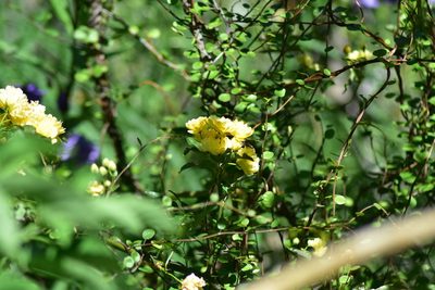 Rosa banksiae, photographed by Max Tweddell