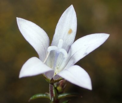 Wahlenbergia thunbergii, photographed by Nicola van Berkel