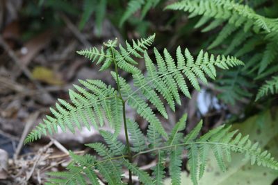 Hypolepis muelleri, photographed by Greg Tasney