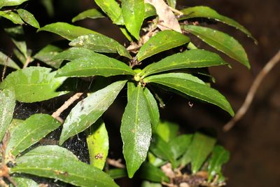 Symplocos harroldii, photographed by Greg Tasney