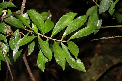 Symplocos harroldii, photographed by Greg Tasney