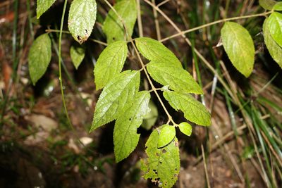 Callicarpa pedunculata, photographed by Greg Tasney