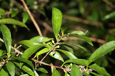 Symplocos harroldii, photographed by Greg Tasney