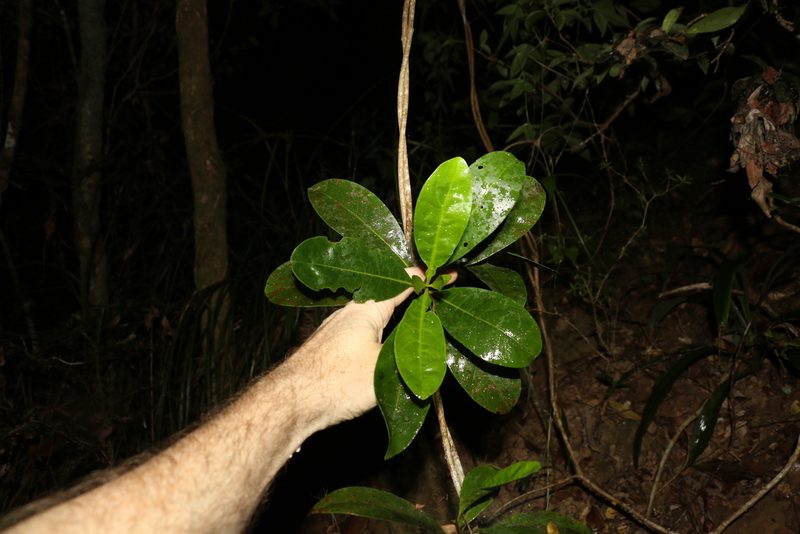 Coelospermum paniculatum, photographed by Greg Tasney