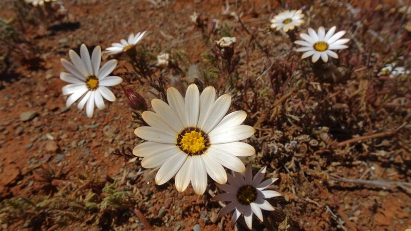 Osteospermum pinnatum, photographed by Paul Emms