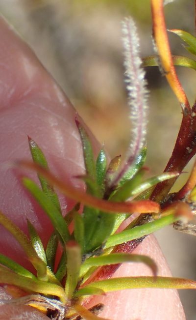 Carpacoce spermacocea, photographed by Nicola van Berkel