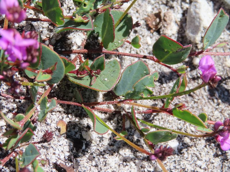 Indigofera ovata, photographed by linkie