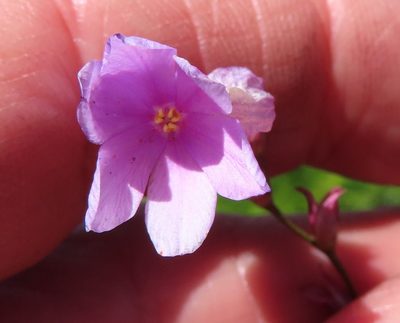Ixia flexuosa, photographed by linkie
