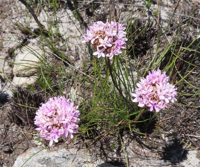 Corymbium africanum, photographed by linkie