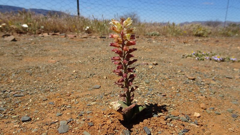Lachenalia doleritica, photographed by Paul Emms