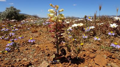 Lachenalia doleritica, photographed by Paul Emms