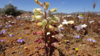 Lachenalia doleritica, photographed by Paul Emms