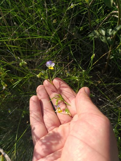 Viola hymettia, photographed by Dmitriy Bochkov